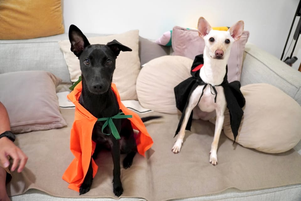 Dobby's Birthday Party