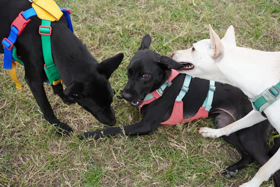 What does not kill me, makes me stronger(?) - 3 Months after ACL Surgery